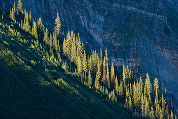 Fir trees in mountain rocks slope, lighted by sun