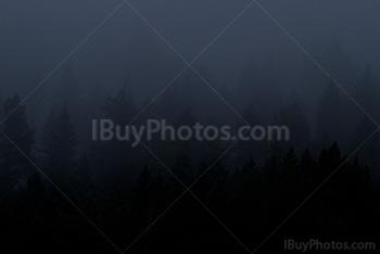 Fir tree silhouettes in fog and mist