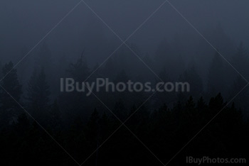 Silhouettes d'arbres dans la brume et le brouillard
