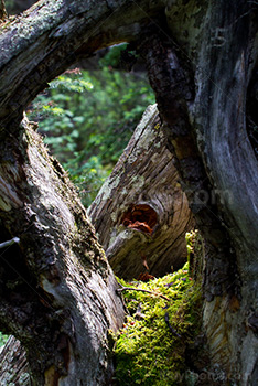 Hole in tree trunk with moss