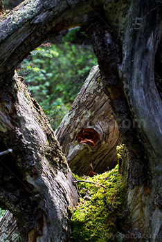 Trou dans tronc d'arbre avec de la mousse