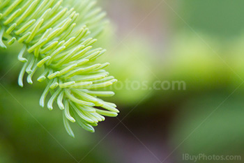 Fir tree branch close-up