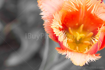 Photo: Tulips 001