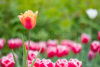 Photo: Tulips 003