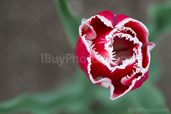 Photo: Tulips 004