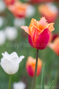 Photo: Tulips 005