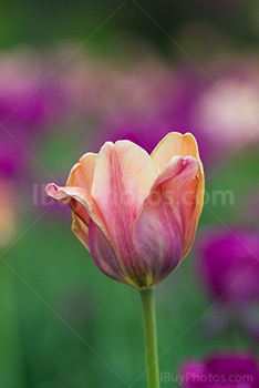 Photo: Tulips 006