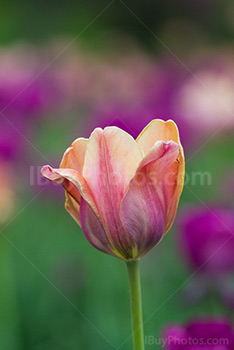 Photo: Tulips 006