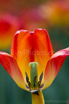 Photo: Tulips 008