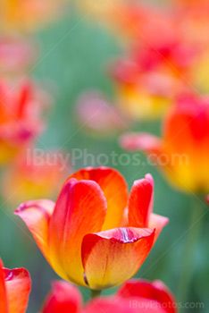 Photo: Tulips 010