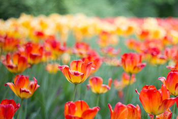 Photo: Tulipes Rouges Jaunes 011