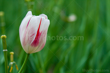 Photo: Tulipe Rose Blanche 012