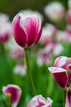 Photo: Pink White Tulips 013