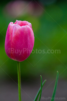 Photo: Pink Tulip 014