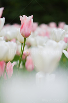 Photo: Tulips 016