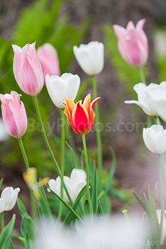 Photo: Tulipes Roses Blanches 018