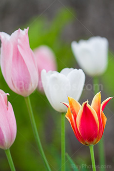 Photo: White Pink Red Tulips 019