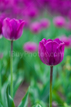 Photo: Tulipes Violettes 020