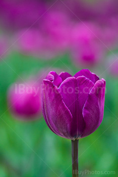 Photo: Violet Tulip 021