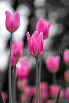 Photo: Pink Tulips Black And White 023