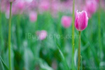 Photo: Pink Tulips And Stalks 024