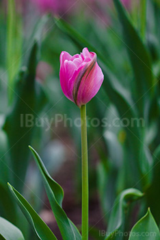 Photo: Tulipe Rose Avec Tige 025