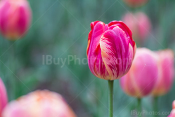 Photo: Pink Yellow Tulip 026