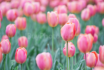 Photo: Tulipes Jaunes Roses 027