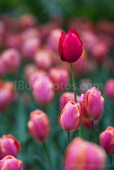 Photo: Red Tulip Pink Tulips 028