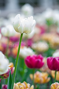 Photo: White Tulip And Stalk 029