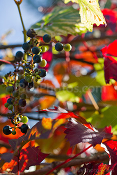 Vigne avec petites grappes de fruits et feuilles colorées