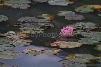 Waterlily in pond with flower, swamp plant