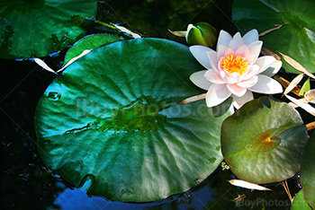 Waterlily flower on water in lake
