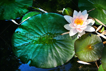 Fleur de nénuphar sur l'eau d'un lac