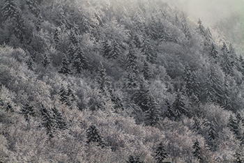 Paysage forêt en hiver avec neige sur arbres