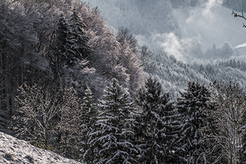 Snowy forest in mountains with mist