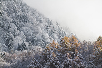 Forêt en Hiver avec arbres aux couleurs d'Automne