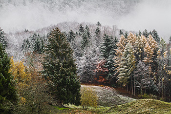 Autumn trees in misty forest