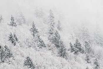 Arbres couverts de neige dans forêt en hiver