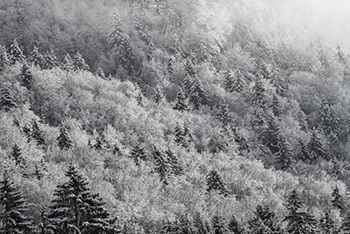 Cime des arbres avec neige en hiver