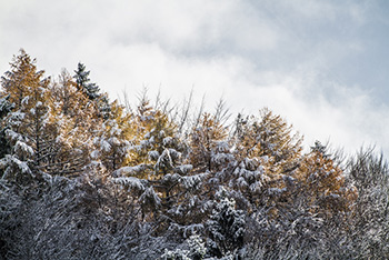 Arbres en hiver dans brûme