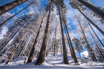 Photo: Forêt Hiver 010