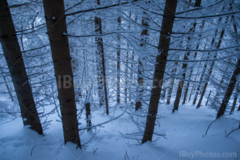 Photo: Forêt Hiver 011