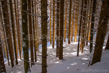 Photo: Forêt Hiver 012