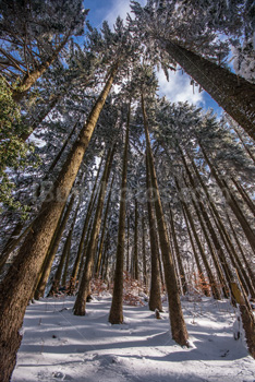 Photo: Forêt Hiver 013