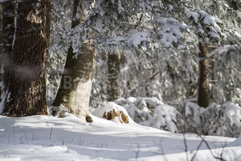 Photo: Forêt Hiver 014