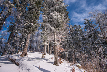 Photo: Winter Forest 016