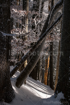 Photo: Winter Forest 018