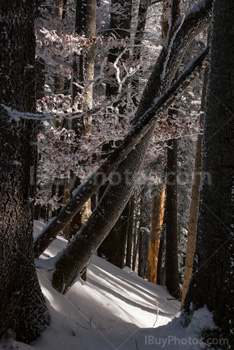 Photo: Forêt Hiver 018