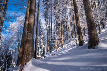 Photo: Forêt Hiver 019